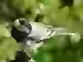 Birdie with extraction in a beak