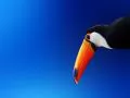 open picture: «Bird with an orange beak»