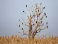 open picture: «Birds on a tree»