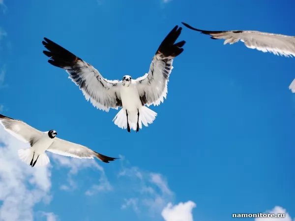 Birds in the sky, Birds