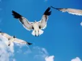 выбранное изображение: «Птицы в небе»