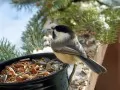 open picture: The Titmouse