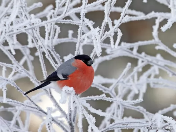 Bullfinch on a snow-covered branch, Birds