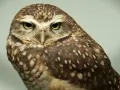open picture: «Owl»
