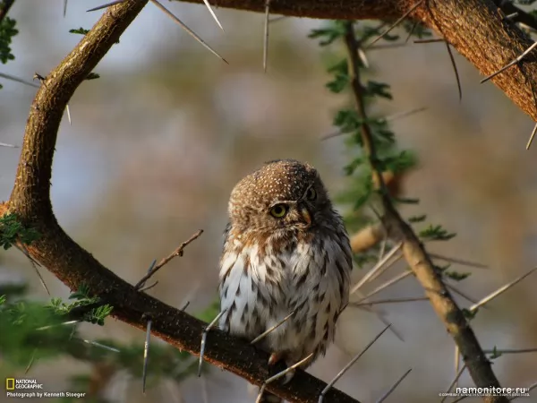 Owl on a branch, Birds