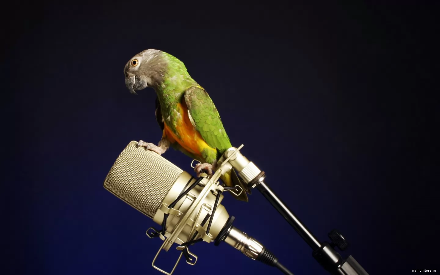 Попугаи которые поют