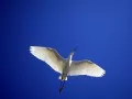current picture: «Heron in flight»