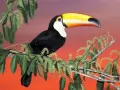 open picture: «Toucan»