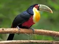 current picture: «Toucan»
