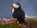 open picture: «Atlantic puffin»