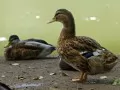 open picture: «Ducks»