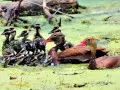 open picture: Ducklings