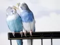 обои для рабочего стола: «Волнистые попугайчики»