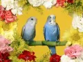 open picture: «Wavy parrots»