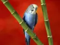 open picture: «Wavy parrot»