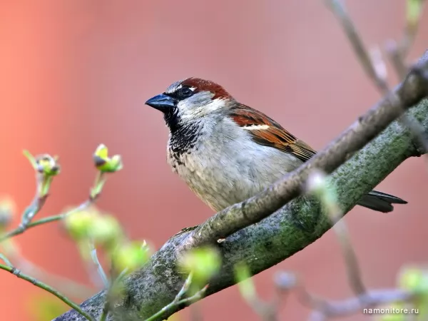 Sparrow, Birds