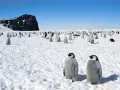 обои для рабочего стола: «Жители Антарктиды»