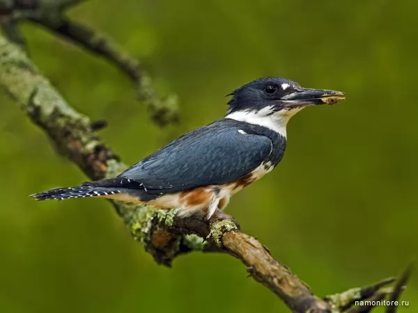 Halcyon, Birds