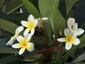 Exotic flowers