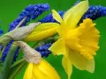 Narcissuses