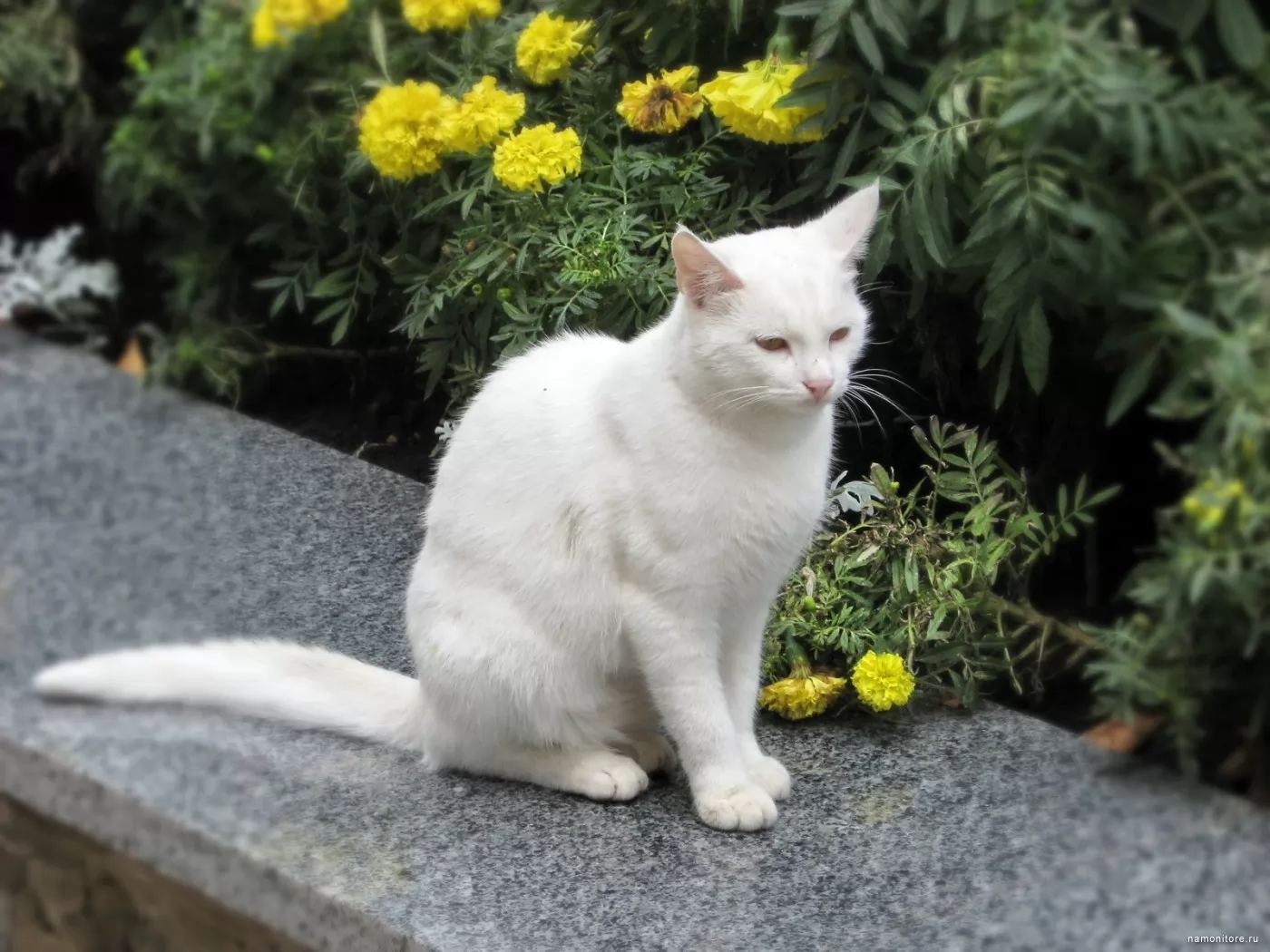 Белый кот. Белые коты. Кошка белого цвета. Белый кот сидит.