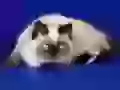 Blue-eyed cat