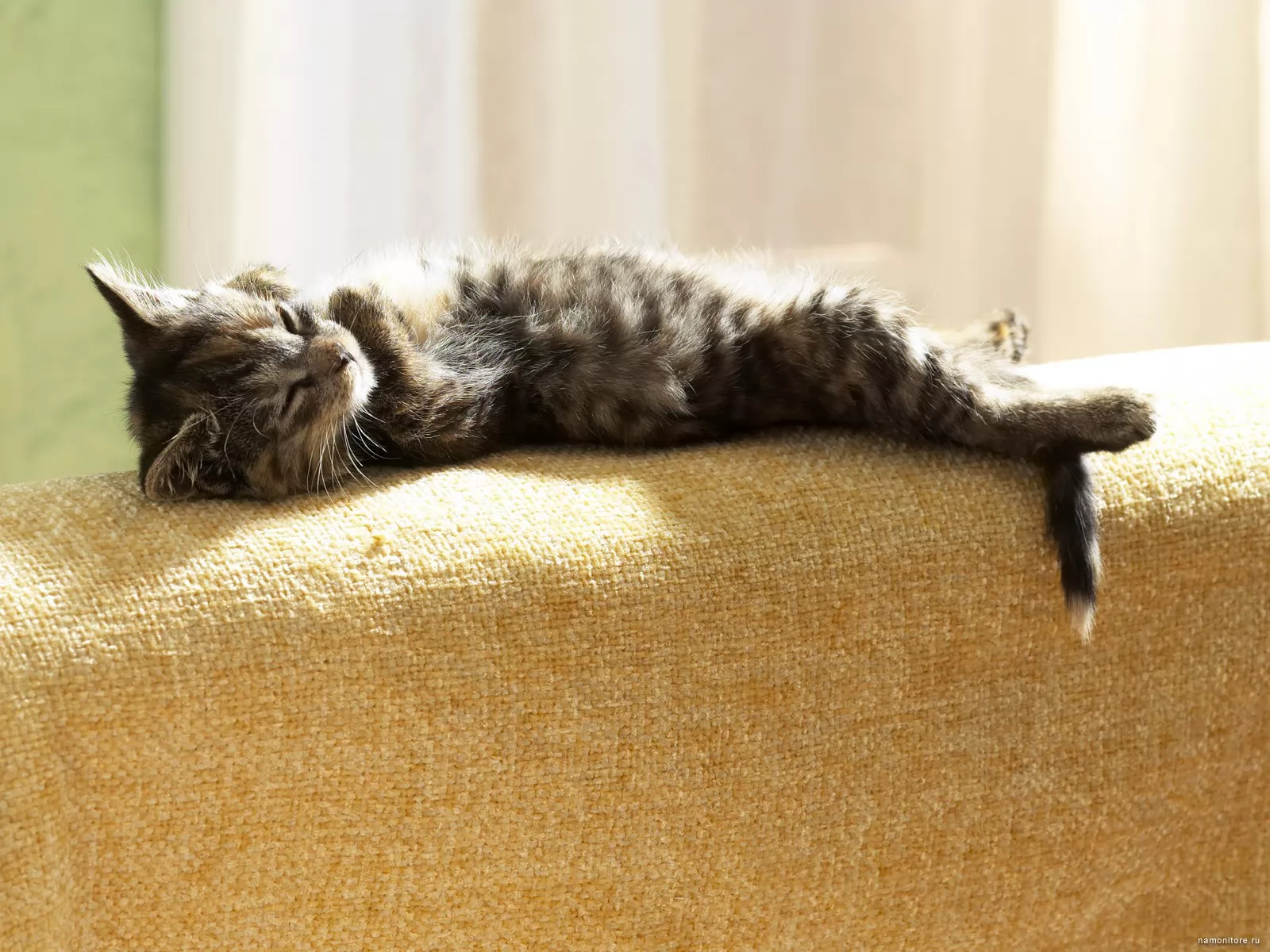 Отдохни через час. Кот на диване. Коты на диване. Кот на спинке дивана.
