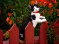 The Cat on a fence