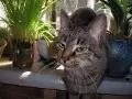 a cat