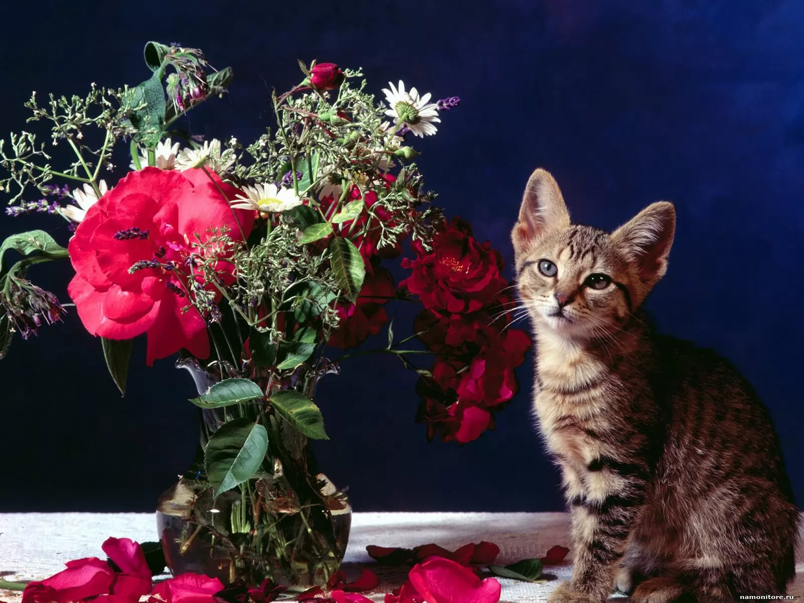 Открытка кот с цветами. Кошки и цветы. Котик с цветами. Котенок в цветах. Кошка с букетом цветов.