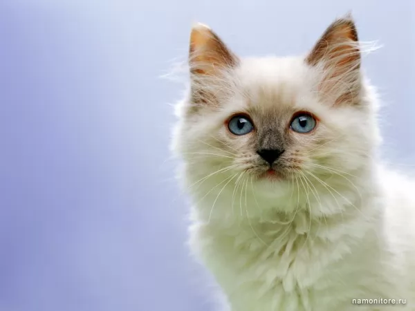 Белый пушистый котёнок, Кошки