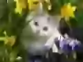 Kitten in flowers