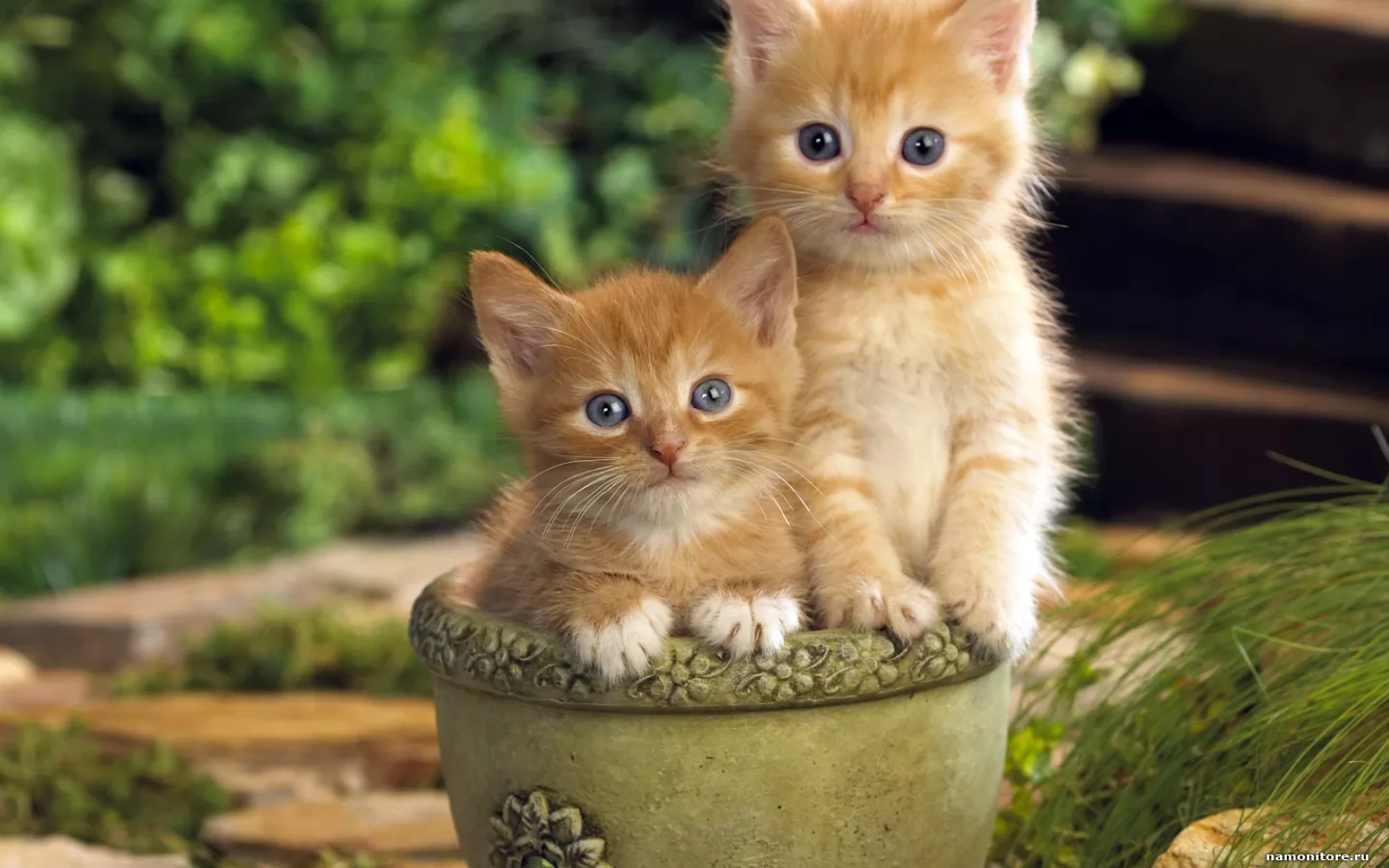 Лежащие кошки 3d. Голос кошки. Голос кошки. Котята милашки. Max the cat.