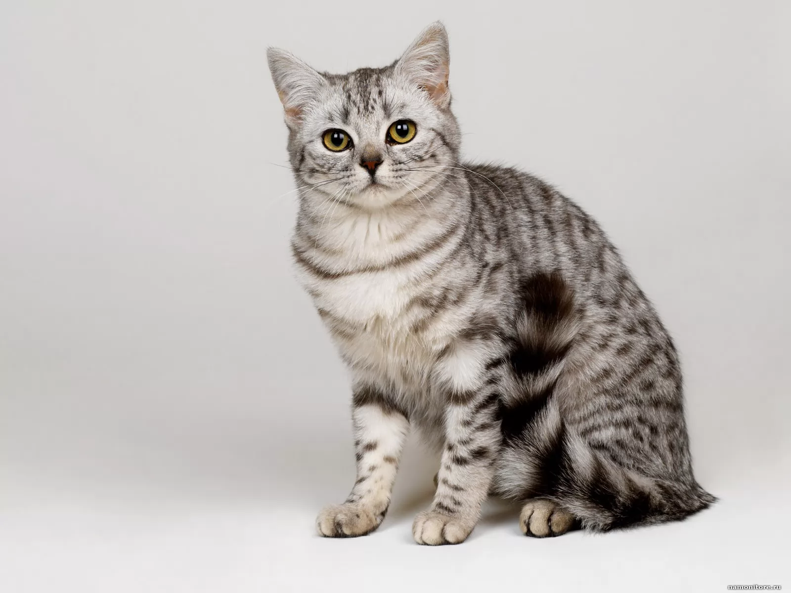 Полная киса. Табби макрель. Британская Сильвер табби. Британский короткошерстный кот полосатый. Табби макрель тигровый.