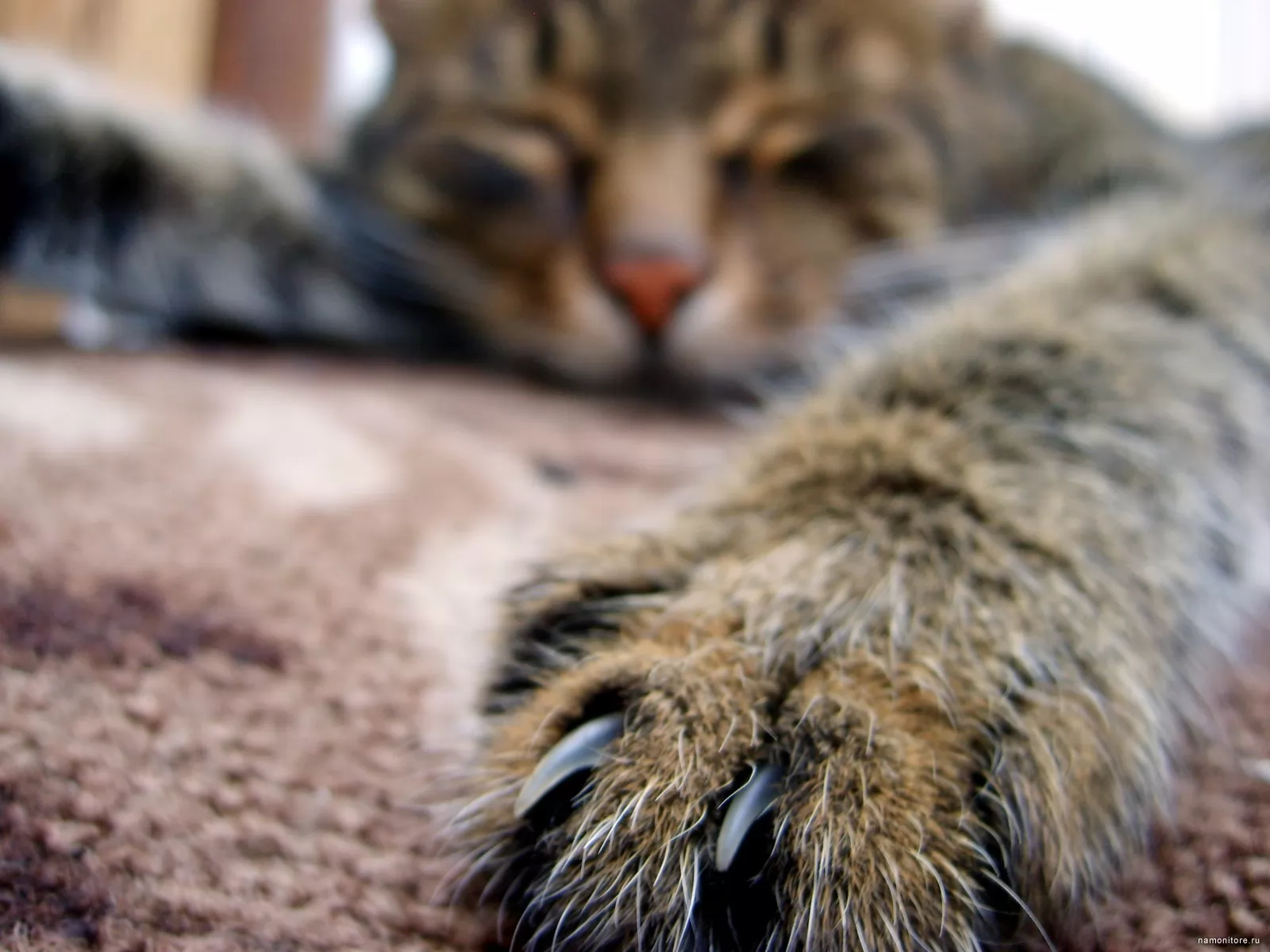 Kot's. Кошачья лапа с когтями. Кот полосатые лапы. Лапа кошки с когтями. Коты с полосатыми когтями.