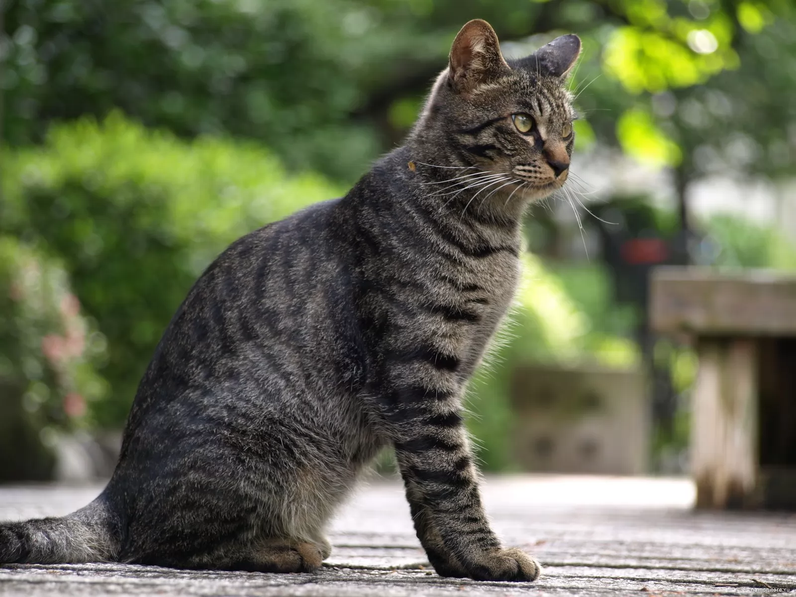 Кошка в полоску порода. Европейская короткошерстная кошка серая. Кошка европейская короткошерстная серая полосатая. Европейская голубая короткошерстная кошка. Полосатый кот беспородный.