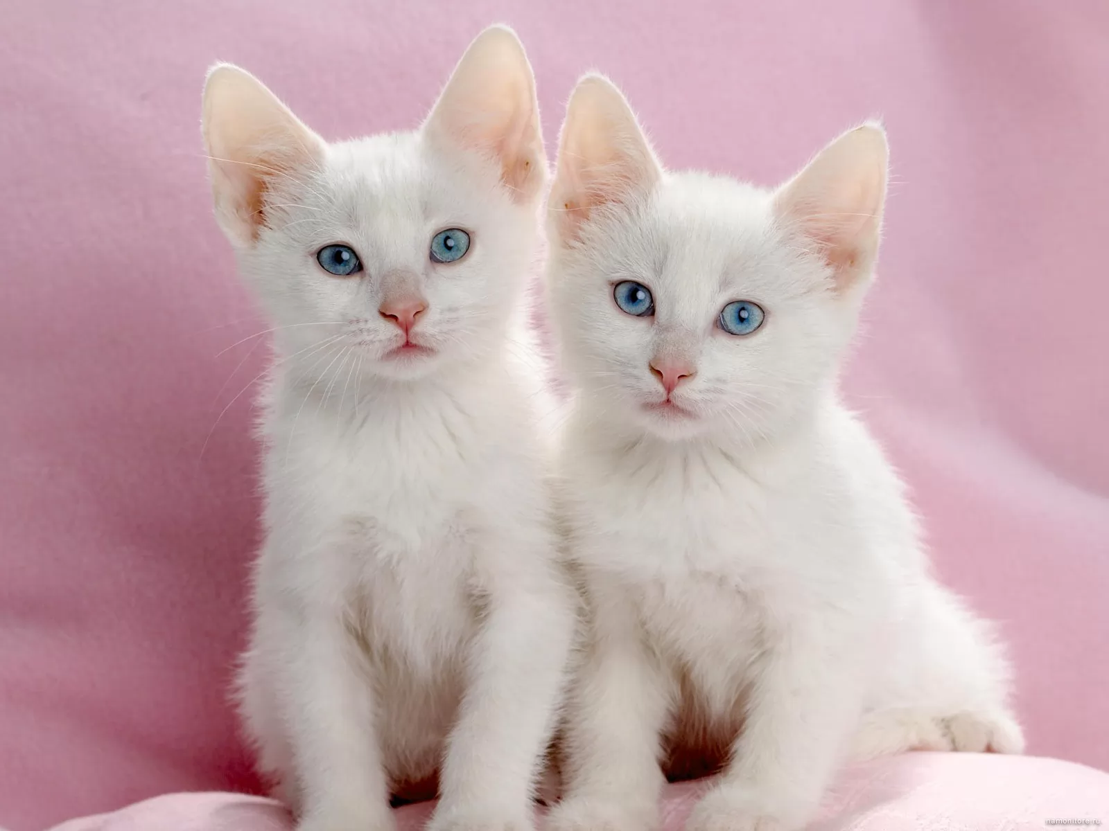 Возьму белую кошку. Ангорская кошка котята. Турецкая ангора разноглазая. Порода кошек альбинос. Белый котенок.