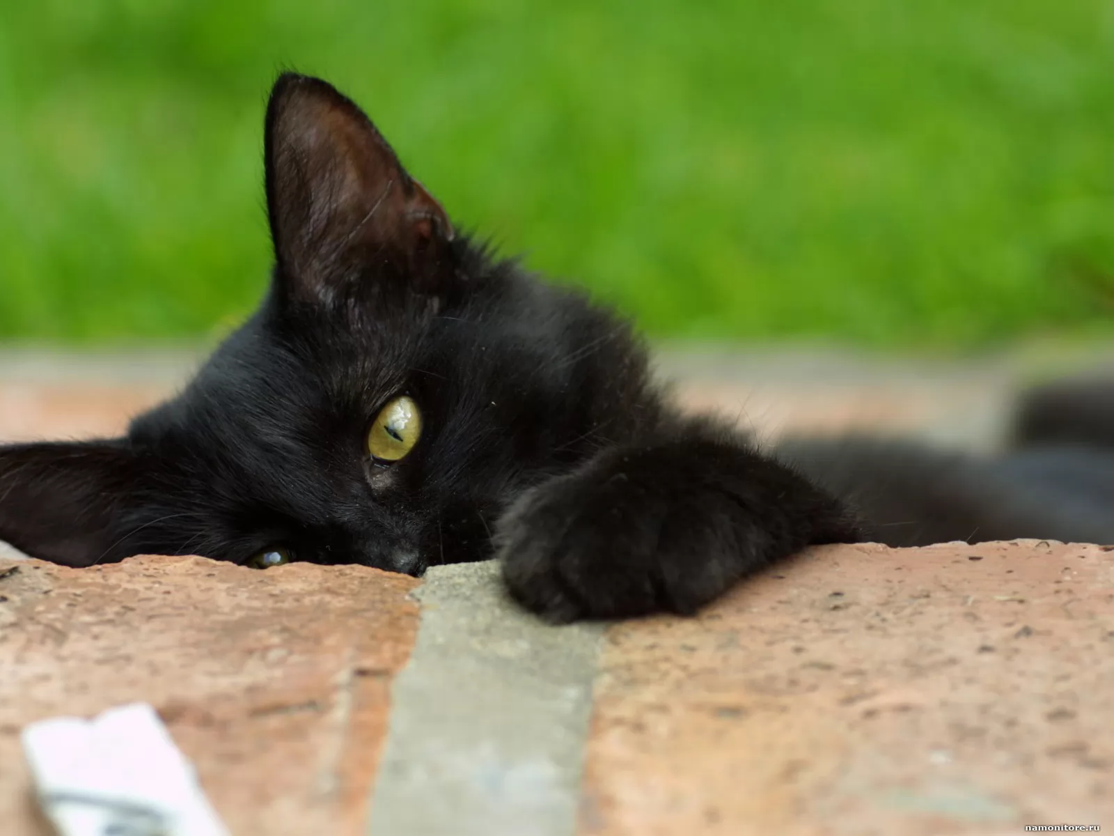 Its a black cat. Черная кошка. Черный кот на рабочий стол. Черная кошка с котятами. Черные котята на рабочий стол.