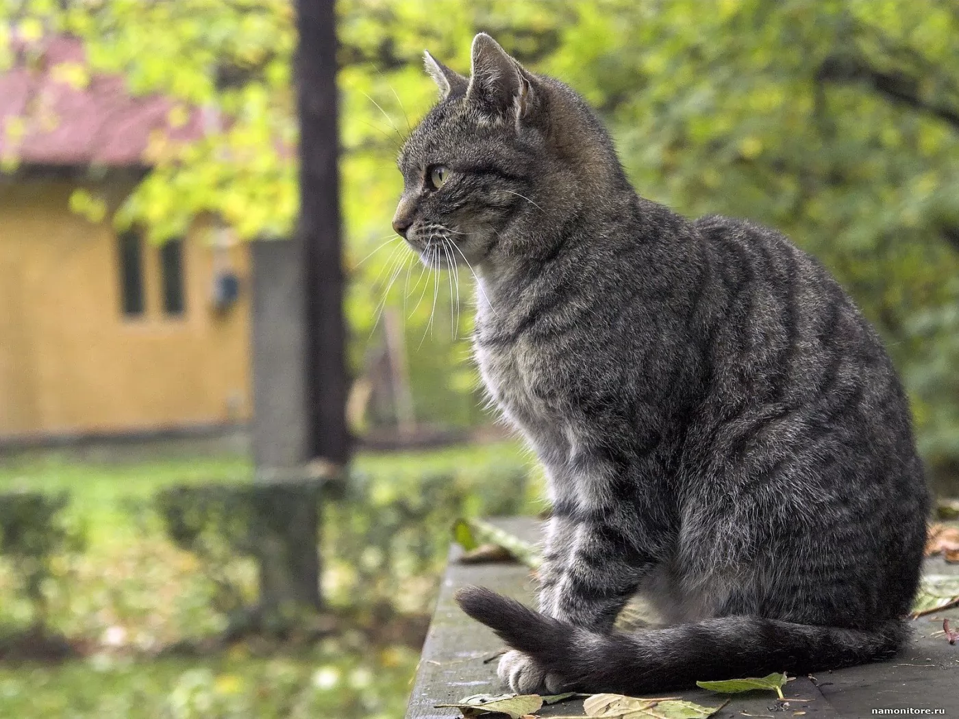 Сидящих котиков. Кошка сидит. Сидячая кошка. Сидячий кот. Кошка ест.