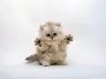 The Fluffy kitten