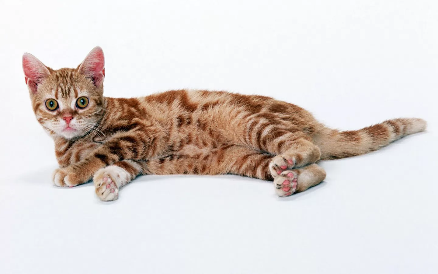 американская жесткошерстная кошка фото