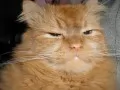 The Most beautiful cat