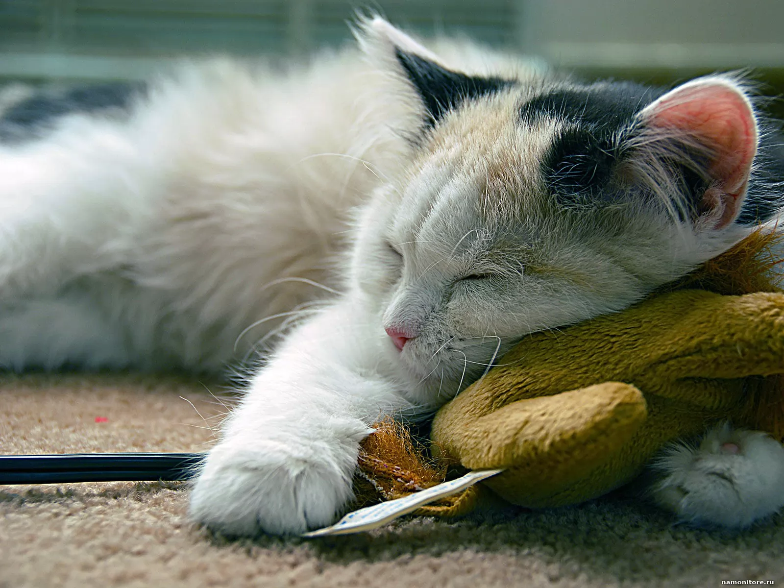 Спи спокойно словно. Спокойный кот. Спящий кот. Спящие котики. Сонный кот.