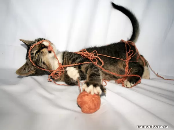 Kitten and a ball Has got confused, Cats