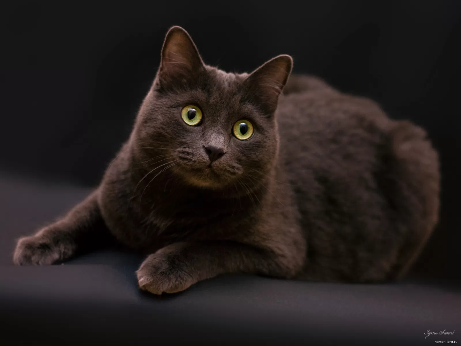 Кот черно шоколадный. Йоркская Шотландская кошка. Йоркская шоколадная кошка короткошерстная. Британская кошка короткошерстная темно шоколадного. Британская короткошёрстная кошка черная.