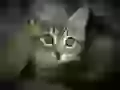 Green-eyed kitten