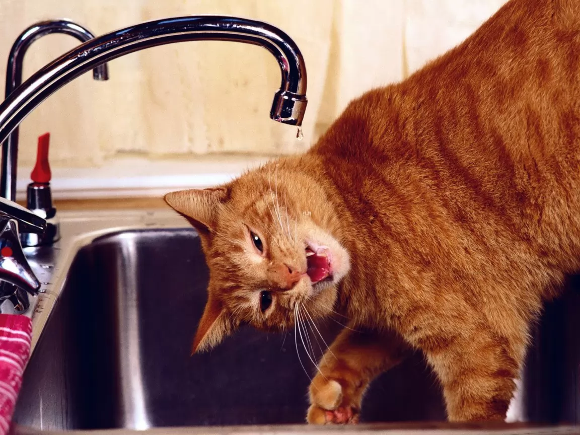 Забавные кошки. Забавный рыжий кот. Котики приколы. Кот и кран с водой.