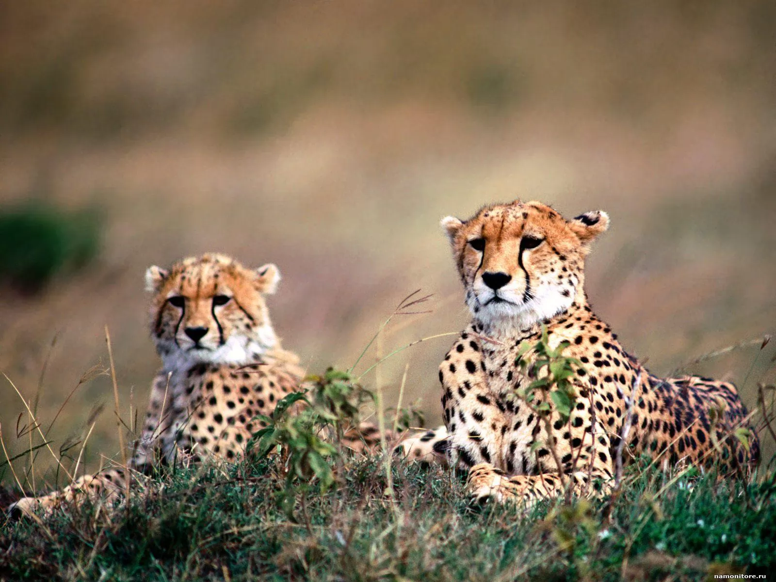 Two cheetahs look out for extraction, animals, cats, cheetahs x