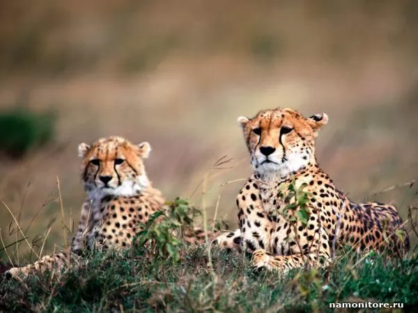 Two cheetahs look out for extraction, Cheetahs