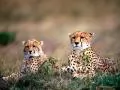 Two cheetahs look out for extraction